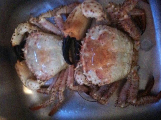 Champagne crabs?